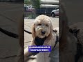 Bay County Gets New Therapy Dog