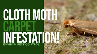 CARPET INFESTED WITH CLOTH MOTHS IN LONDON HOME! MOTH INFESTATION IS ON THE RISE!
