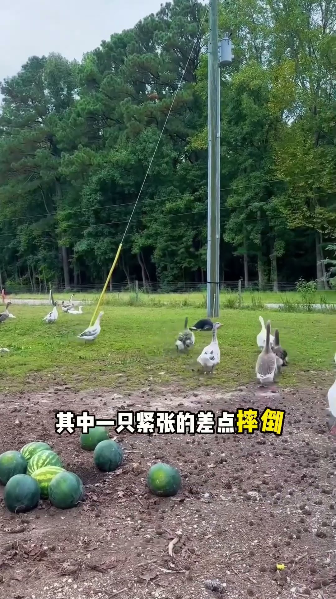 她突然躺在地面上，動物的反應不一樣！#shorts #趣事 #有趣