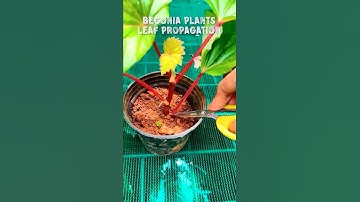 Begonia Plants Leaf Propagation