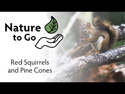 Nature to Go | How Red Squirrels Stockpile Pine Cones for Winter – Learn About Middens