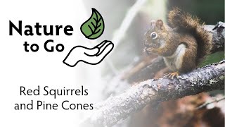 Nature to Go | How Red Squirrels Stockpile Pine Cones for Winter – Learn About Middens