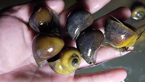 Tìm hiểu nguyên nhân ốc nhồi chết nhiều