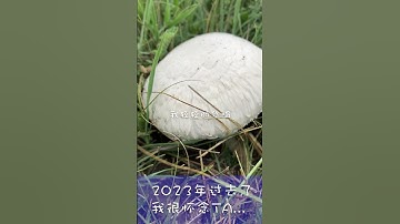 光阴的故事 张艾嘉