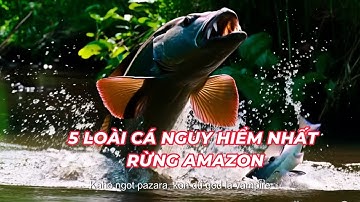 5 LOÀI CÁ NGUY HIỂM NHẤT RỪNG AMAZON