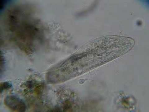 Paramecium