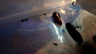 Blatte Soffianti Del Madagascar