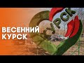 город Курск весна 2021 | walking streets Kursk