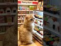 ミニチュア猫コンビニでお買い物🏪🐈🐾Miniature cat shopping at convenience store #catasmr #cat #kitten