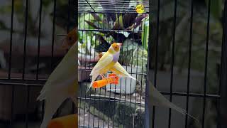 GOULD AMADINE YELLOW ORANGE HEAD