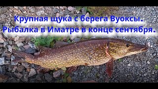 Крупная щука с берега Вуоксы.  Рыбалка в Иматре в конце сентября.