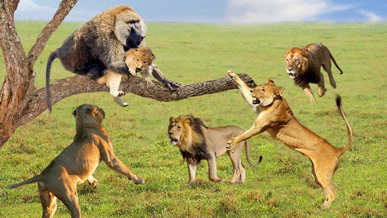 Baboon Tries To Climb A Tree To Escape A Lion But Can't - Baboon ...