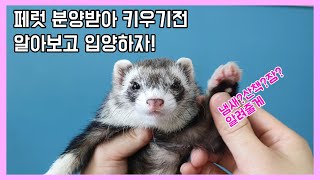 페럿 분양받아 키우기전 알아보고 입양하자!