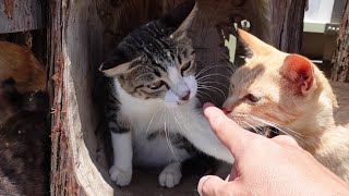 猫と丸太