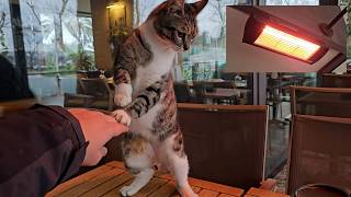 In cold weather, the heaters of restaurants in Istanbul always run for the street cats.