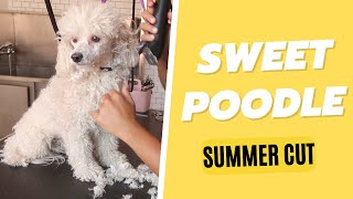 HOW TO GROOM A POODLE | RURAL DOG GROOMING