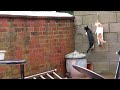 Funny Animal & Moments Captured