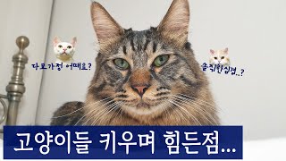 보면 고양이들 안키우고 싶어질 영상