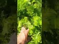 🥕 ¡Zanahorias de Éxito! Cultivo con Follaje Fuerte y Saludable  #sociedaddecrecimiento #plantas #fyp