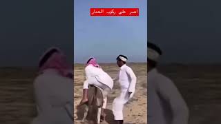 اصر على ركوب الحمار علمًا ان اصحابه ماسكين الحمار خوفًا على خويهم حتى هج به الحمار وهم يضحكون