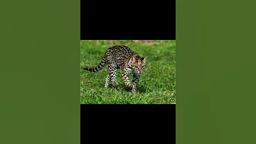 Оцелот — уникальное животное