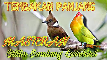 MASTERAN CILILIN SAMBUNG LOVEBIRD NEMBAK PANJANG