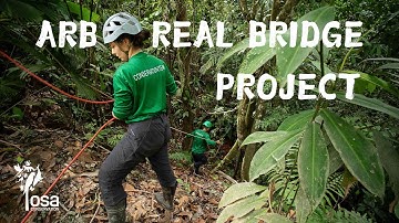 Wildlife Stories | Arboreal Bridge Project 🐒