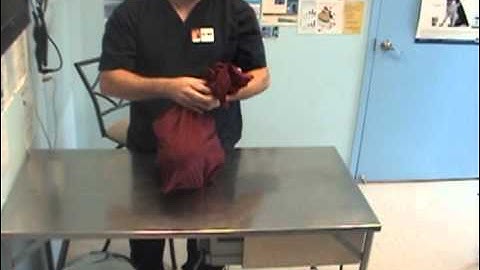 How to put  cat in a cat carrier easily