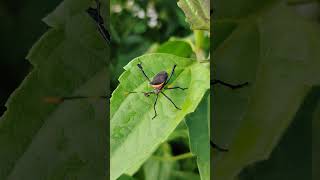 Green Plant Stem – Macro Insect #nature #shorts #asmr # #insects #yumnavillage #asmrvideo
