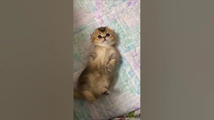 Watch the video about Adorable kitty 😍 #Shorts#cats#cute#funnyvideo#kitty#gatos#chatons
