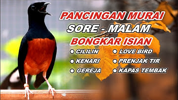 🔴 LIVE 18 - Pancingan Murai Batu Pagi Hari Full Isian Tembakan kasar Murai Diam Pasti Nyaut