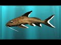 Synodontis Catfish Identification