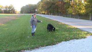 Full AKC beginning tracking - step 2 - showing the dog the scent circle Guide