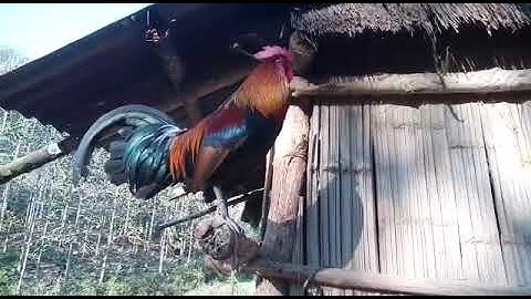 qaib dib noob cuab tuaj zoo heev-ไก่ต่อโทร:0302281162วอดแอบ02052153089