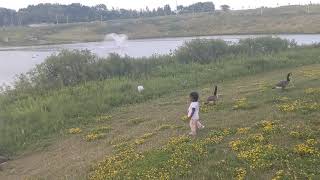 Diya-The Goose Chaser-2