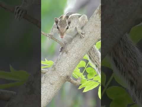 Squirrel sound