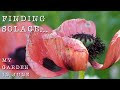 Quiet Time In My Garden 🌸  Silent Vlog