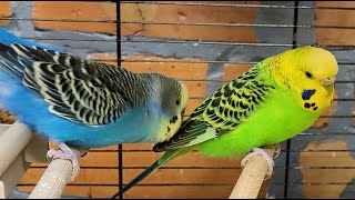 Relaxing Budgie Sounds