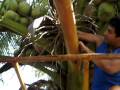 Coconut plucking