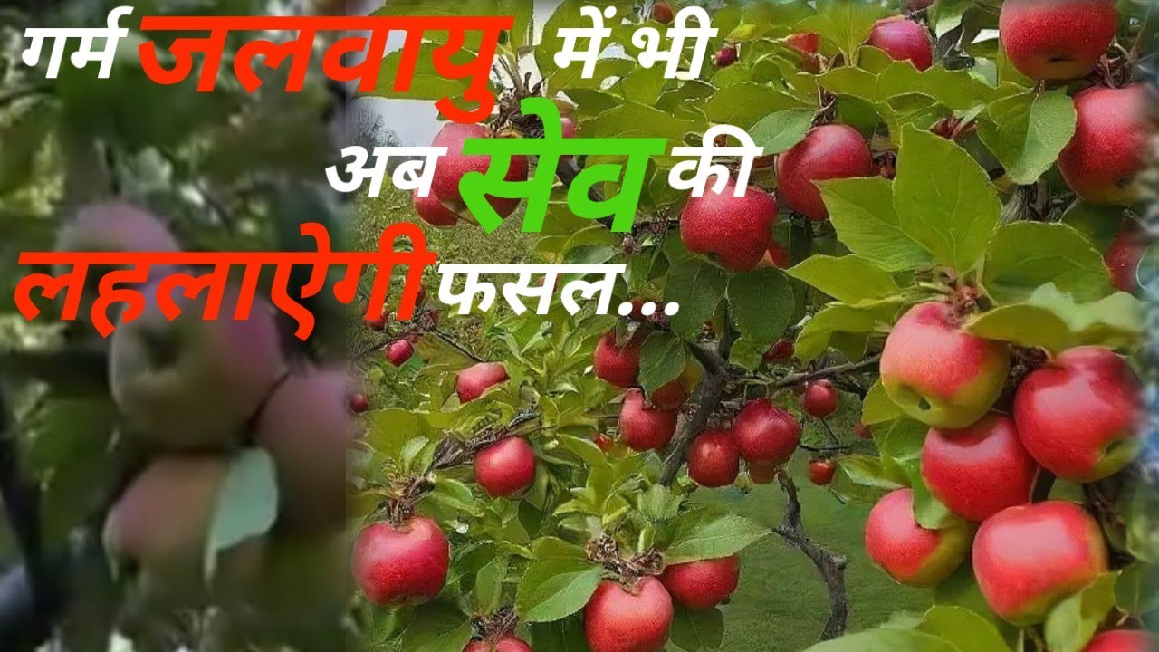 गर्म जलवायु में सेव की फसल , मैदानी क्षेत्रों के लिए मुफीद वैरायटी ...