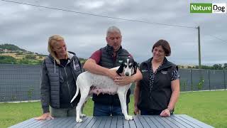 L'inter'vous : présentation de l'ariégeois élevage de chien des Bouis à l'Artense