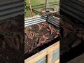 Finally harvested purple sweet potatoes! And a few Yukon gold!