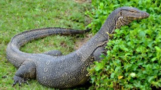 Asian Water Monitor - Characteristics - Facts - Info - Dragon #viralvideo by Cute Animal 353 views 4 months ago 2 minutes, 37 seconds