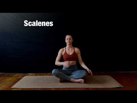 Scalenes MFR