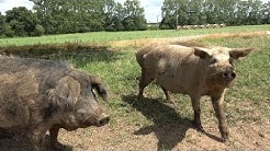Élevage de porcs bio en plein air à Briec (Finistère)
