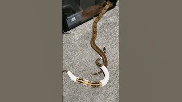 Ball and Boa!! #snake #snakevideo #boa #ballpython #bci