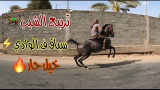 # فلوق (11) تربيع الخيل الشبب حراره مليون + سباق الخيل في وادي نجران✈ وتمشيه في المزارع