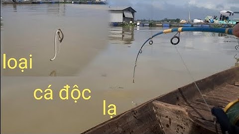 Câu cá sông tiền ngày mưa bão,trúng bầy cá cóc và loại cá độc lạ