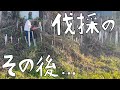 大変。伐採後、斜面に横たわった木の幹の処理。静かにスリル。【第102話】