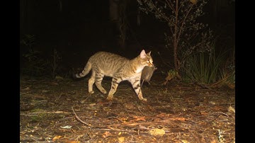 Counting animals with camera traps